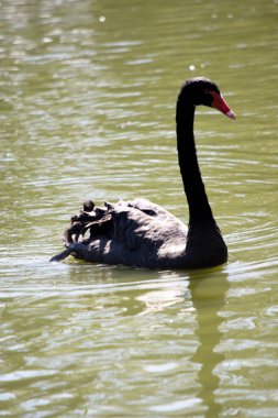 the black swan has black feathers edged with white on its back and is all black on the head and neck.
