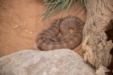 Death adders are readily identified by their short squat appearance. The head is broad and triangular, like that of a viper, the body short and thick and the tail thinner and distinct from the body