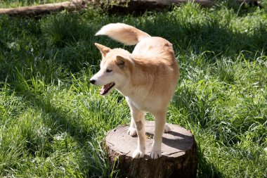 Dingolar köpek gibi kurttur. Uzun bir ağızlıkları, dik kulakları ve güçlü pençeleri vardır. Genellikle zencefilli bir ceketleri olur ve çoğunun ayaklarında, kuyruğunda ve göğsünde beyaz işaretler vardır.