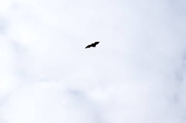 Yarasalar uçabilen tek memelilerdir. Kolları ya da elleri yerine kanatları var. Kanatların kemik yapısı insan eline benzer.