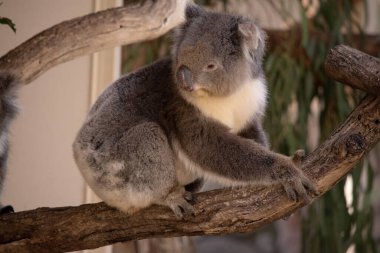 Koala 'nın büyük yuvarlak bir kafası, büyük tüylü kulakları ve büyük siyah bir burnu var. Kürkleri genellikle gri-kahverengidir. Göğsünde, iç kollarında, kulaklarında ve altında beyaz kürkleri vardır..