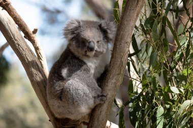 Koala 'nın büyük yuvarlak bir kafası, büyük tüylü kulakları ve büyük siyah bir burnu var. Kürkleri genellikle gri-kahverengidir. Göğsünde, iç kollarında, kulaklarında ve altında beyaz kürkleri vardır.