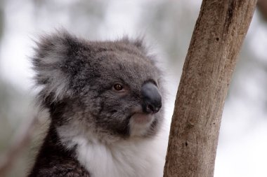 Koala 'nın büyük yuvarlak bir kafası, büyük tüylü kulakları ve büyük siyah bir burnu var. Kürkleri genellikle gri-kahverengidir. Göğsünde, iç kollarında, kulaklarında ve altında beyaz kürkleri vardır..