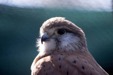 Nankeen Kestrel ince bir şahindir ve nispeten küçük bir yırtıcı kuşdur (yırtıcı kuş). Üst kısımları çoğunlukla paslı, bazı koyu çizgiler var..