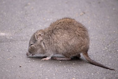 Uzun burunlu Potoro 'ların burunlarından burnuna kadar uzanan küçük bir deri parçasıyla sivrilen uzun bir burnu vardır..