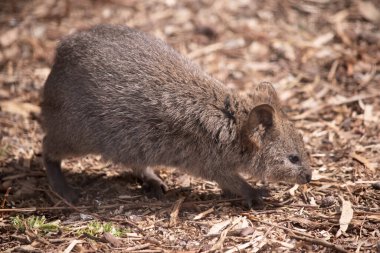 Quokka, kalın, kaba, gri-kahverengi tüylü ve hafif alt parçalı küçük bir valabidir. Burnu çıplak ve kulakları kısa..