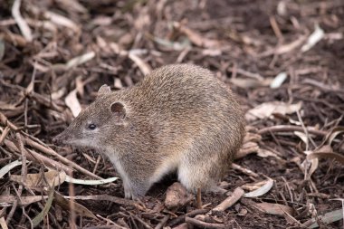 Güneyli kahverengi haydut, uzun sivri burunlu, çıplak burunlu ve kısa kuyruklu orta büyüklükte bir toprak keseli hayvan türüdür..