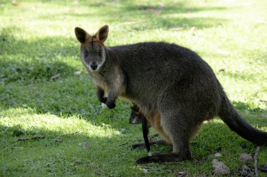 Bataklık kanguru bir joey onu çanta içinde vardır.