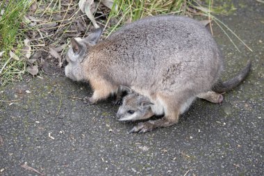 Tammar Wallaby 'nin çantasında Joey var.