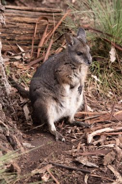 Tammar valabinin koyu grimsi üst kısımları, daha soluk alt kısımları, paslı kenarları ve uzuvları vardır. Tammar valabinin yüzünde beyaz çizgiler vardır..