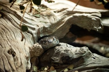 The tiger snake (Notechis scutatus) is a large and highly venomous snake of southern Australia,