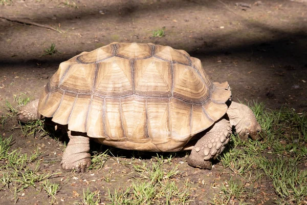 Las Tortugas Aldabras Son Una Las Tortugas Terrestres Más Grandes — Foto de Stock