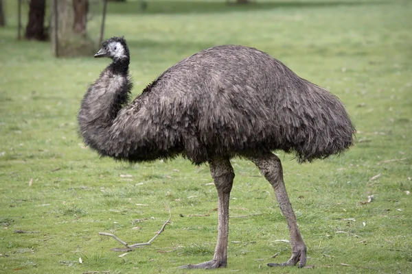 Emus Está Cubierto Plumas Primitivas Que Son Color Marrón Oscuro —  Fotos de Stock