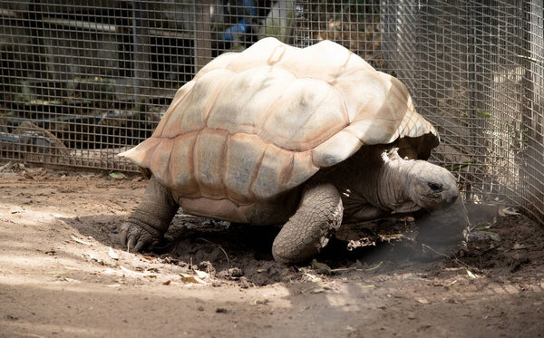 Гигантские черепахи альдабра в основном активны ранним утром и поздним вечером и проводят остаток дня в норах или болотах, сохраняя хладнокровие..