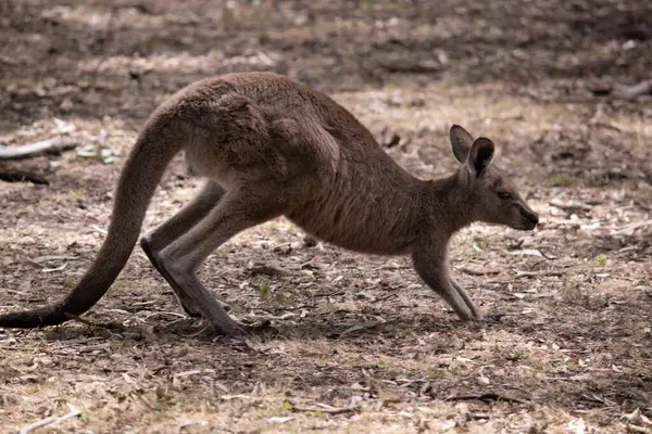 Kangaroo Island Kangaroo Has Light Brown Body White Belly Also — Stock Photo, Image