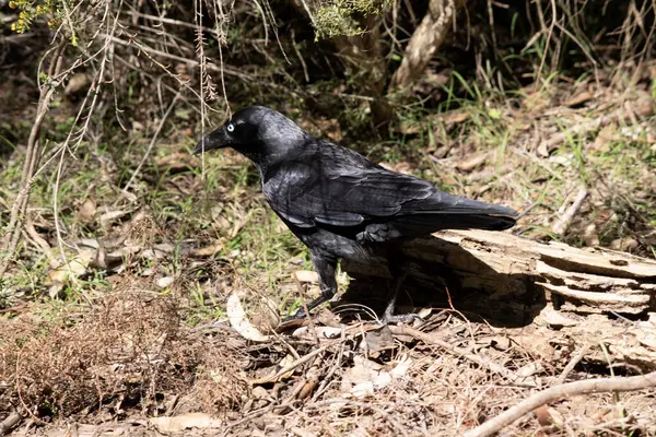 Australian Ravens are black with white eyes in adults. The feathers on the throat (hackles) are longer than in other species,