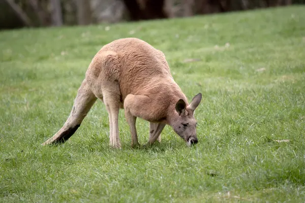 Male Red Kangaroos Have Red Brown Fur Have Shortened Upper — Stock Photo, Image