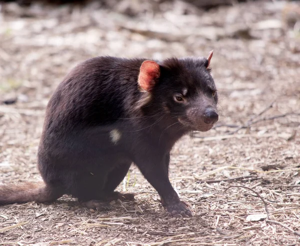 Tasmanian Devils are the size of a small dog. Devils have black fur with a large white stripe across their breast and the odd line on their back.