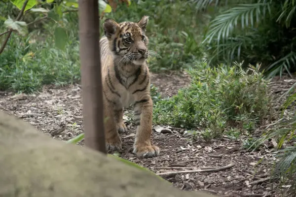 Mit Vier Monaten Sind Tigerbabys Etwa Groß Wie Ein Mittelgroßer — Stockfoto
