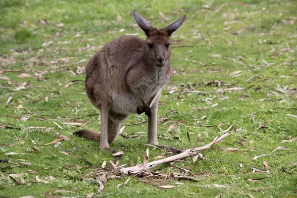 stock image Western grey kangaroos have short hair, powerful hind legs, small forelimbs, big feet and a long tail. They have excellent hearing and keen eyesight.