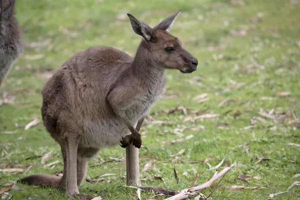 stock image Western grey kangaroos have short hair, powerful hind legs, small forelimbs, big feet and a long tail. They have excellent hearing and keen eyesight.