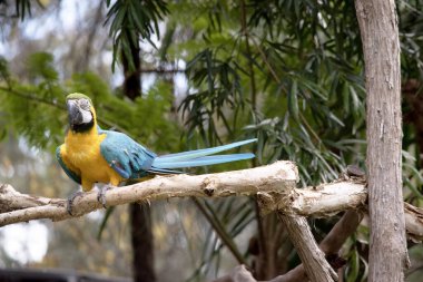 Mavi ve altın papağanın arka ve üst kuyruk tüyleri parlak mavidir; kuyruğun alt kısmı zeytin sarısıdır..