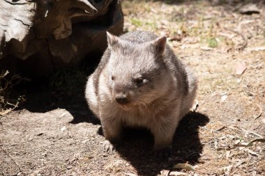 Yaygın Wombat 'ın parlak siyah bir burnu vardır, tıpkı bir köpek gibi. Kulakları nispeten küçük, üçgen ve biraz yuvarlaktır.