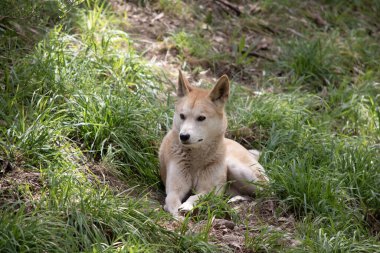 Dingolar köpek gibi kurttur. Uzun bir ağızlıkları, dik kulakları ve güçlü pençeleri vardır. Genellikle zencefilli bir ceketleri olur ve çoğunun ayaklarında, kuyruğunda ve göğsünde beyaz işaretler vardır..