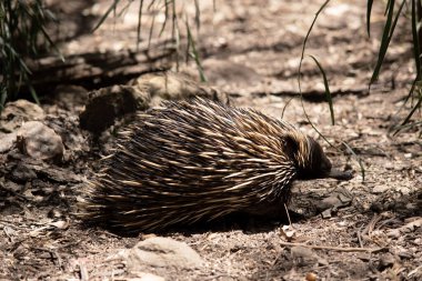 Kısa burunlu olanın sert pençeli ayakları ve kahverengimsi bir vücudun üst kısmında dikenleri vardır. Burnu dardır ve ağzı küçüktür, uzun ve yapışkan bir dili vardır. 