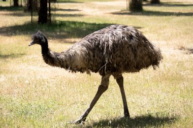 Emus 'lar koyu kahverengiden gri-kahverengi ve siyah uçlu ilkel tüylerle kaplıdır. Emu 'nun boynu mavimsi siyah ve tüysüz.