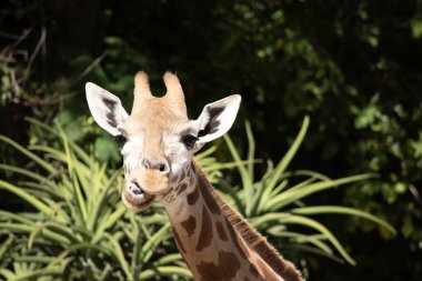 Zürafa tüm memelilerin en uzunudur. Bacaklar ve boyun son derece uzundur. Zürafanın kısa bir gövdesi, uzun bir kuyruğu, kısa bir yelesi ve kısa deri kaplı boynuzları vardır..