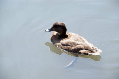 Hardhead ördeğinin de kahverengi bir vücudu ve beyaz bir alt tarafı vardır. Gagasında beyaz bir göz ve mavi bir uç var.