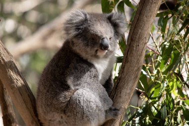 Koala 'nın büyük yuvarlak bir kafası, büyük tüylü kulakları ve büyük siyah bir burnu var. Kürkleri genellikle gri-kahverengidir. Göğsünde, iç kollarında, kulaklarında ve altında beyaz kürkleri vardır.