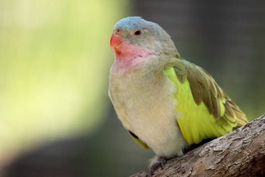 Prenslerin papağanlarının pembe bir boynu, açık mavi bir kafası ve yeşil kanatları vardır.