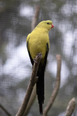 Dişi naip papağan açık yeşil renktedir. Sarı omuz bantları var ve küçük kırmızı bir bant kanat ortasından ve sarı alt kanatlardan geçiyor..