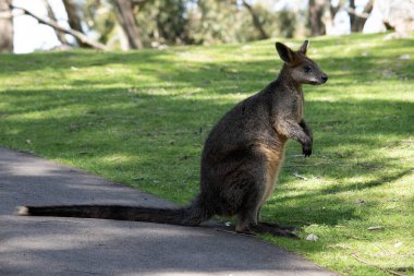 Bataklık valabisinin koyu kahverengi kürkü vardır ve genellikle göbeğinde, göğsünde ve kulaklarının dibinde paslı lekeler bulunur..