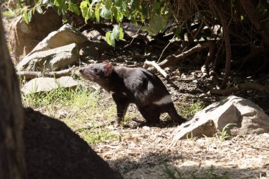 Tazmanya Şeytanları küçük bir köpek büyüklüğündedir. Şeytanların göğüslerinde büyük beyaz bir şerit ve sırtlarında garip bir çizgi vardır..