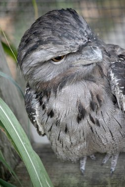 Tawny-frogmouth 'un benekli gri, beyaz, siyah ve paslı tüyleri var. Tüy desenleri ölü ağaç dallarını taklit etmelerine yardımcı oluyor. Tüyleri yumuşaktır, baykuşlarınki gibi.,