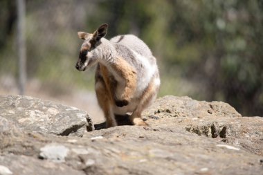 Sarı ayaklı kaya valabisi beyaz yanak çizgisi ve turuncu kulaklarıyla parlak renklidir. Üzerinde beyaz bir yan şerit ve kahverengi ve beyaz bir kalça çizgisi ile geyik grisidir.. 