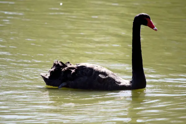 the black swan has black feathers edged with white on its back and is all black on the head and neck.