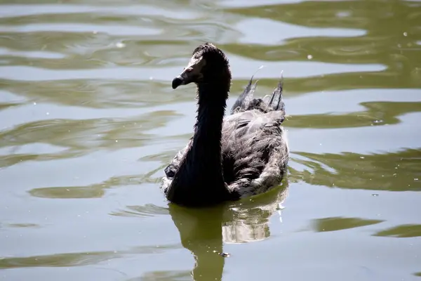 the black swan has black feathers edged with white on its back and is all black on the head and neck.. the juvenile black swan does not have his red beak with a white stripe