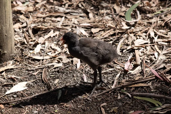 Pollito Moorhen Oscuro Pájaro Acuático Que Tiene Todas Las Plumas —  Fotos de Stock