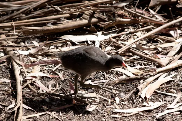 Pollito Moorhen Oscuro Pájaro Acuático Que Tiene Todas Las Plumas —  Fotos de Stock