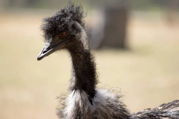 Emus are covered in primitive feathers that are dusky brown to grey-brown with black tips. The Emu's neck is bluish black and mostly free of feathers