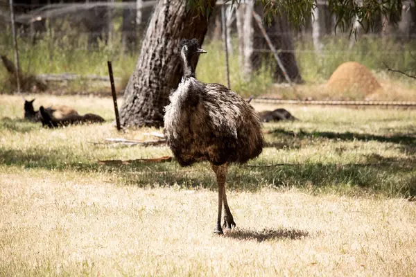 Emus are covered in primitive feathers that are dusky brown to grey-brown with black tips. The Emu\'s neck is bluish black and mostly free of feathers