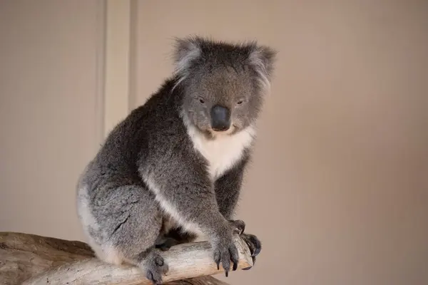 Koala Une Grosse Tête Ronde Grandes Oreilles Poilues Gros Nez Photos De Stock Libres De Droits