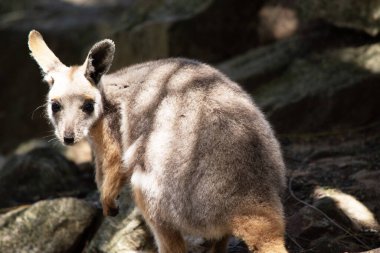 Sarı ayaklı kaya valabisi beyaz yanak çizgisi ve turuncu kulaklarıyla parlak renklidir. Üzerinde beyaz bir yan şerit ve kahverengi ve beyaz bir kalça çizgisi ile geyik grisidir..