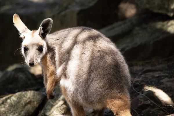 Sarı ayaklı kaya valabisi beyaz yanak çizgisi ve turuncu kulaklarıyla parlak renklidir. Üzerinde beyaz bir yan şerit ve kahverengi ve beyaz bir kalça çizgisi ile geyik grisidir..