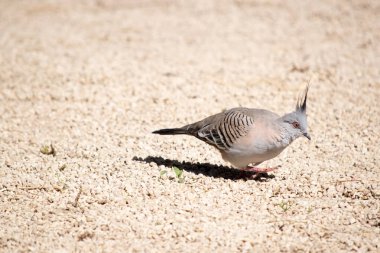 İbikli Güvercin dikkat çekici ince siyah bir arması olan tıknaz bir güvercindir. Tüylerinin çoğu gri-kahverengidir, alt kısımları daha pembe olur.