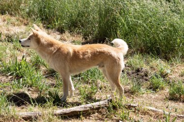 Altın Dingolar Avustralyalı vahşi köpeklerdir. Uzun bir ağızlıkları, dik kulakları ve güçlü pençeleri vardır. Genellikle zencefilli bir ceketleri olur ve çoğunun ayaklarında, kuyruğunda ve göğsünde beyaz işaretler vardır..